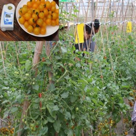 小番茄夏日陽(yáng)光